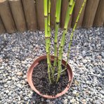 Praslička zimná (Equisetum hyemale) - výška 30-50 cm, kont. C3L